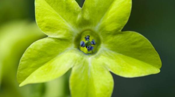 tutunul  speranprc c8prc 9ba pentru bolnavii de cancer 