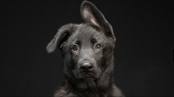 incredibila frumuse e a cainilor negri foto