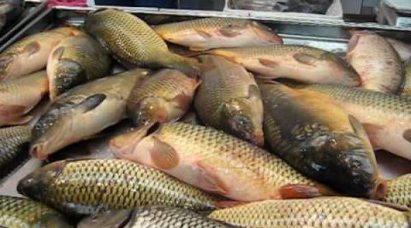 hala de pe te de la obor raiul evazioni tilor fiscul impasibil