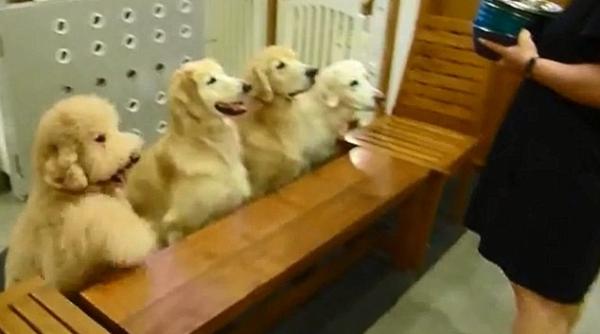 emo ionant ca eii care se roaga inainte i dupa masa video