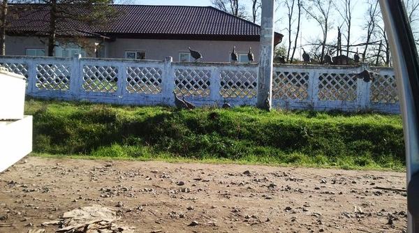 retrocedare ilegala la nana cine au fost primarii comunei