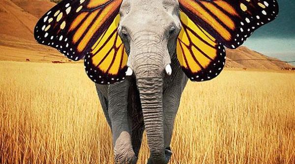 arta suprarealista intr o galerie foto rava itoare