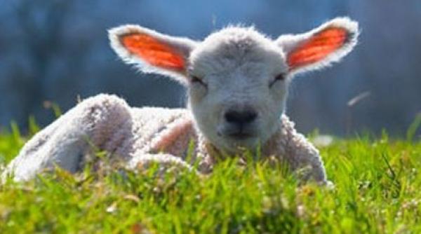 prognoza meteo cum va fi vremea pana mar i