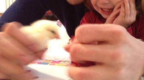 comorile cristinei pocora