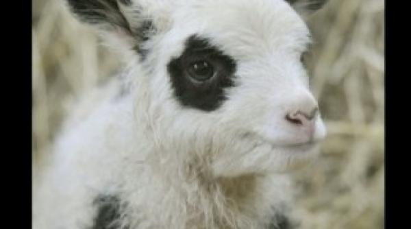 gorj peste 5 000 de miei au fost sacrificati de pa te