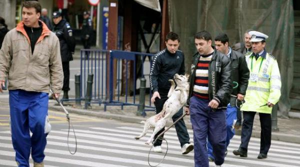 ritmul adoptiilor de maidanezi a scazut aspa anun a numarul cainilor captura i