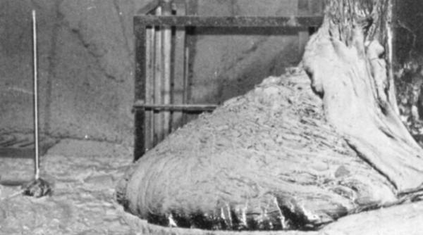 piciorul de elefant cel mai periculos de eu existent in lume