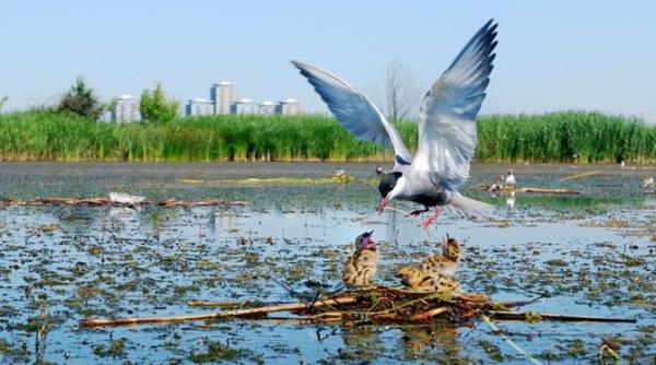 delta vacare ti arie protejata proiect adoptat in cgmb