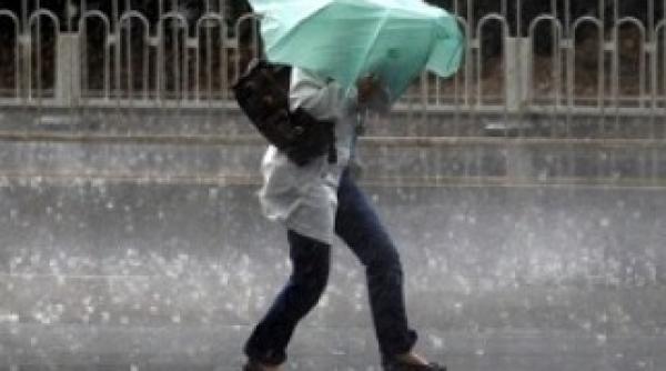 cod galben de ploi i vijelii vezi zonele afectate