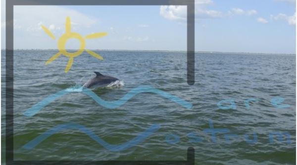 i tu po i adopa un delfin vezi cum