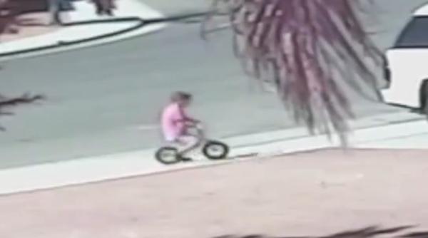 pisica eroina cum a salvat un copil dintr o situa ie critica