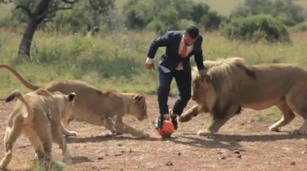 incredibi un barbat se joaca fotbal cu leii video