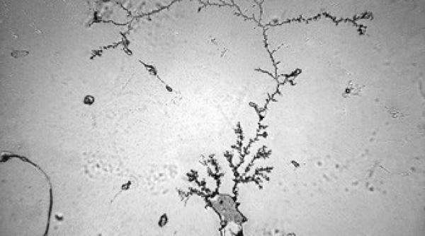 momente unice in experien a umana intr o galerie fascinanta