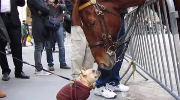 adorabil cum se joaca un ca el cu un cal in mijlocul pie ei video