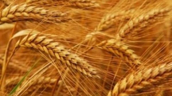 fermierii strang 8 3 mil tone de grau in iulie cea mai mare recolta din ultimii 27 de ani