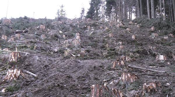 padurile pot fi taiate la ras cine a propus