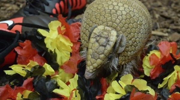 tatu flitz caracati a paul inlocuita nem ii au descoperit un alt oracol