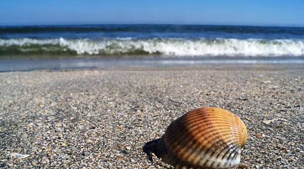 bancul zilei 3 ve ti pentru ginerele ramas fara soacra