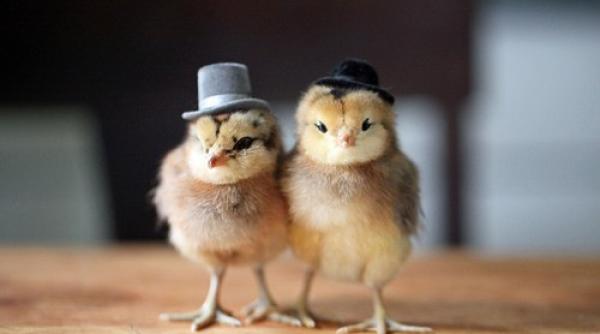 pui de gaina a a cum nu a i mai vazut foto