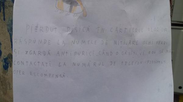 povestea emo ionanta a unei pisicu e pierdute in bra ov