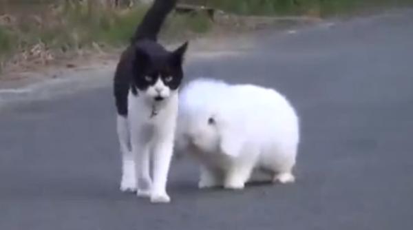 pritenie nea teptata intre o pisica i un iepure video incredibil
