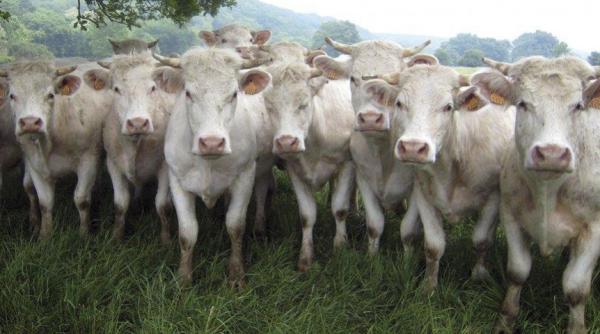 boala vacii nebune in romania scandal fabricat de rusia psd acuza