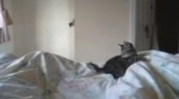 pisicu a care nu are stare la primele ore ale dimine ii video