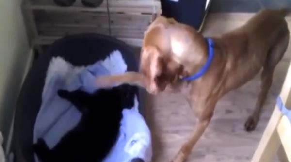 ce se intampla cand cainii i i gasesc culcu ul ocupat de pisici video