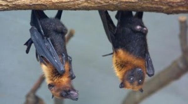 bancul zilei trei lilieci stau pe o creanga i se lauda