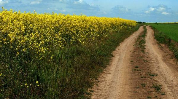 produc ia de rapi a din romania va fi cu 52prc mai mare in 2014 decat in 2013 oil world