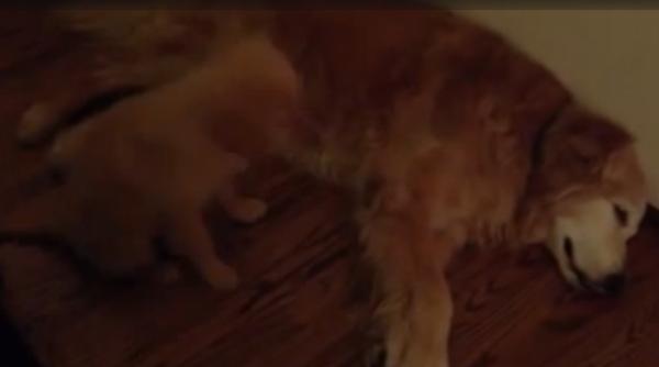 un ca el il consoleaza pe un altul care are co maruri video