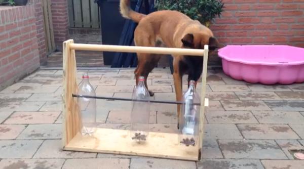 cum sa ii un caine ocupat toata ziua