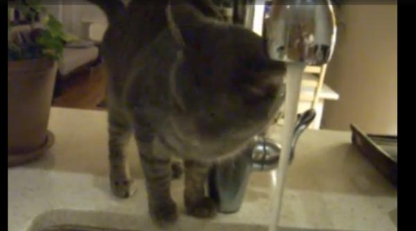 modul nemaivazut in care o pisica bea apa video