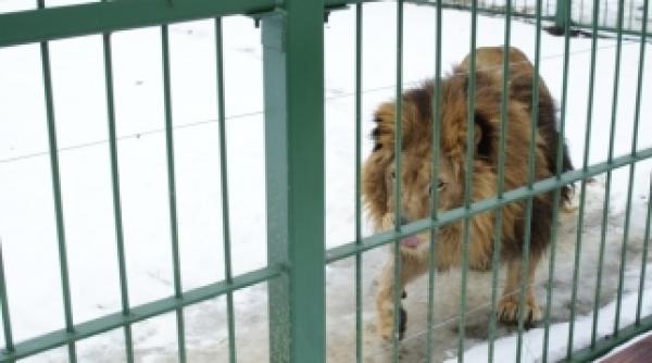 o mama i i salveaza copilul din ghearele unui leu la zoo video ocant