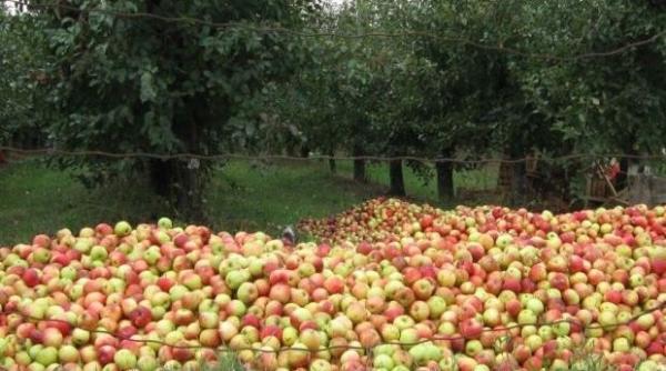 rusia interzice din 21 iulie importul de fructe din republica moldova