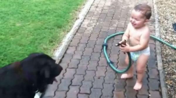 ce se intampla cand un copil ataca ni te caini video