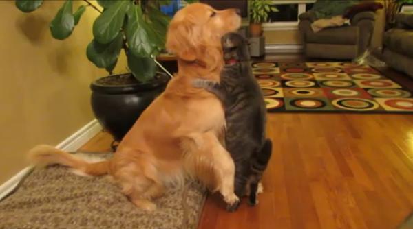 pisicu a care ataca un caine cum o dojene te patrupedul