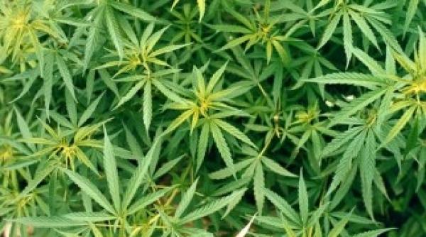 marijuana medicinala legalizata in germania
