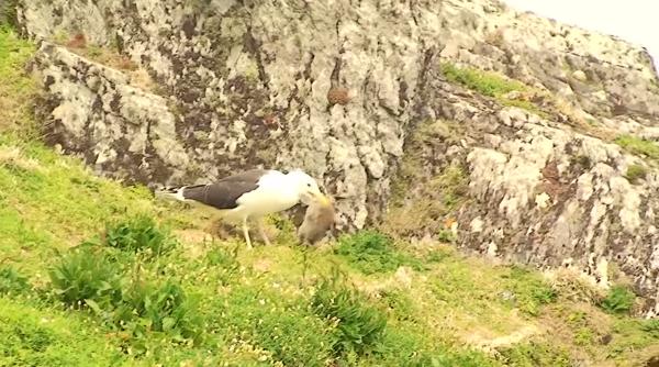 ocant un pescaru inghite un iepura