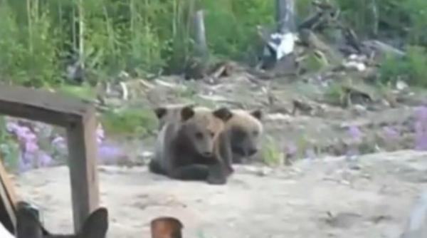 ultimele momente de via a inainte de a fi ataca i de o ursoaica video