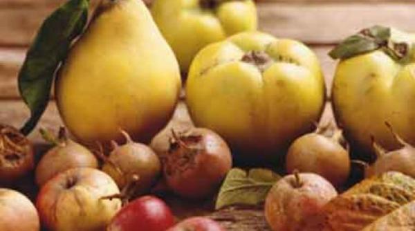 a aparut copacul care face 40 de soiuri diferite de fructe