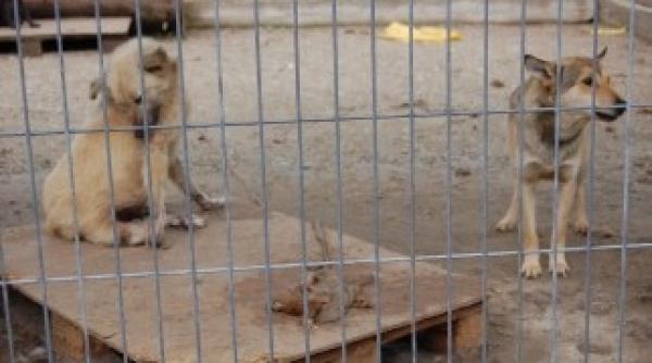 caini batu i cu lopata i bocancii de ingrijitori intr un adapost video