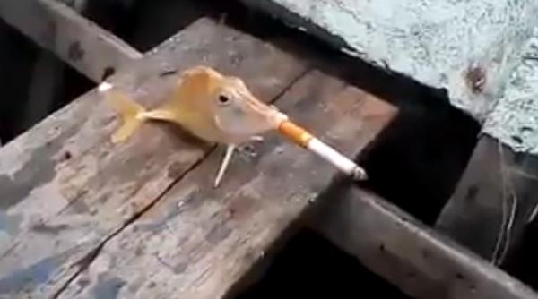 un pe te a fost for at sa fumeze video