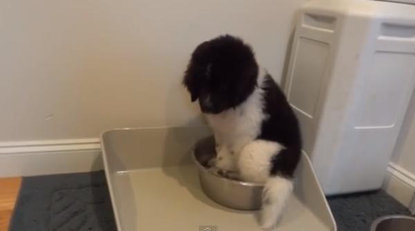 cat de interesant poate fi un bol cu apa pentru un ca el video