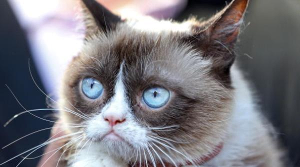 grumpy cea mai valoroasa pisica din lume