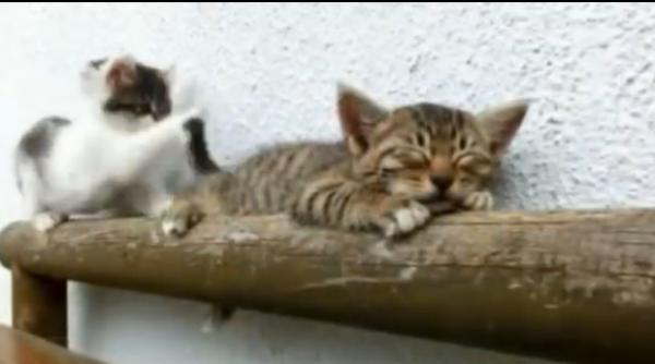 modul amuzant in care un motan incearca sa i trezeasca fra iorul video