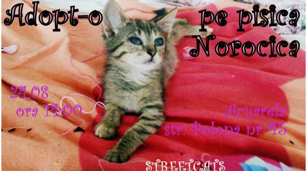 streetcats te invita sa adop i una dintre pisicile abandonate