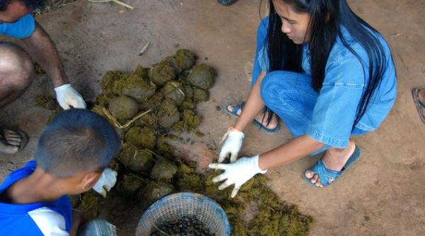 black ivory a devenit cea mai scumpa cafea din lume