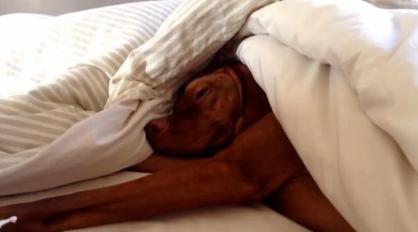 reac ia incredibila a unui ca el cand aude ceasul de teptator video