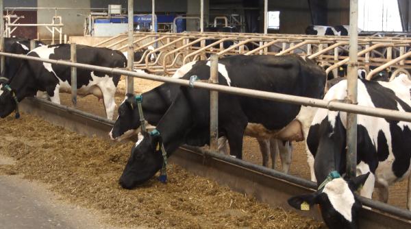 ansvsa in stare de alerta boala limbii albastre depistata in romania